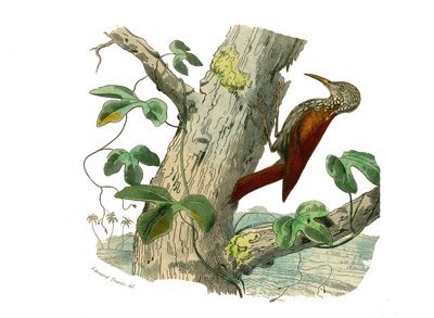 Natural History Board: Zoological Board Representing Climbers. The Climbing Peak. Plate Drawn from the Nine Volumes on Birds in Works Complete of Buffon Written by Naturalist Georges Louis Leclerc, Count of Buffon (1707-1788) Between 1749 and 1785 by Edouard Travies