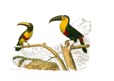 Natural History Board: Zoological board representing climbers. The grigri aracari and the yellow-throated toucan. Plate drawn from the nine volumes on birds in 
