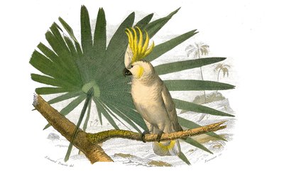 Natural History Board: Zoological board representing climbers. The kakatoes has yellow hupe. Plate drawn from the nine volumes on birds in 