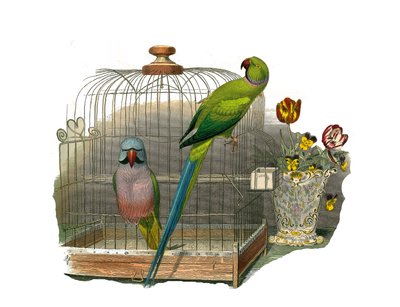 Natural History Board: Zoological board representing climbers. The parakeet has mustaches and the parakeet has a pink necklace. Plate drawn from the nine volumes on birds in 