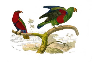 Natural History Board: Zoological board representing climbers. The tricolor lori and the green parrot. Plate drawn from the nine volumes on birds in 