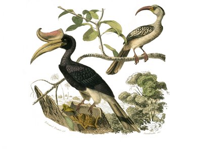 Natural History Board: Zoological board representing syndactyl passerines by Edouard Travies