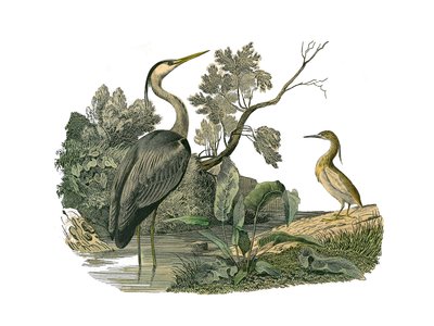 Natural History Board: Zoological board representing waterbirds and cultrirostrous waders (with large, long and strong bills): heron and crab. Plate drawn from the nine volumes on birds in 