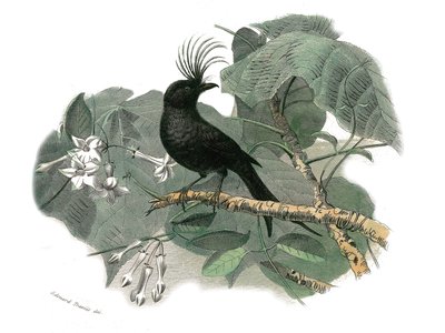 Natural History Plate: Zoological board representing dentirostrous passerines (with echancre). The drongo. Plate drawn from the nine volumes on birds in 