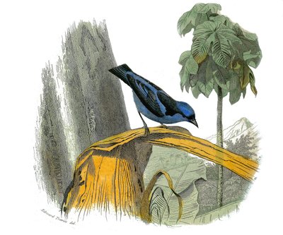 Natural History Plate: Zoological board representing dentirostrous passerines (with echancre). The blue pitpit. Plate drawn from the nine volumes on birds in 