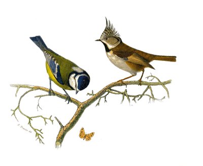 Natural History Plate: Zoological board representing dentirostrous passerines (with echancre). The blue mesange and the huppee mesange. Plate drawn from the nine volumes on birds in 