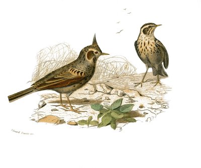 Natural History Plate: Zoological Board Representing Dentirostrous Passerines (with Echancre). The Cochevis and the Marsh Lark. Plate Drawn from the Nine Volumes on Birds in Works Complete of Buffon Written by Naturalist Georges Louis Leclerc, Count by Edouard Travies