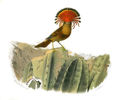 Natural History Plate: Zoological board representing dentirostrous passerines (with echancre). King of flies. Plate drawn from the nine volumes on birds in 