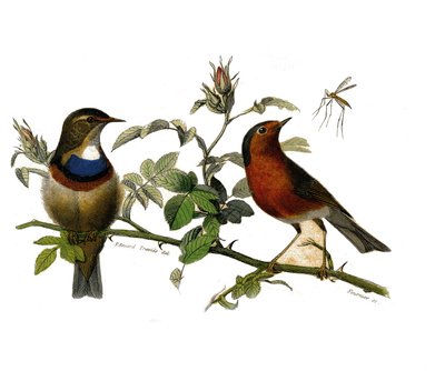 Natural History Plate: Zoological Board Representing Dentirostrous Passerines by Edouard Travies