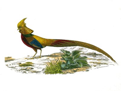 Natural History Plate: Zoological board representing gallinaces: the Chinese dore pheasant. Plate drawn from the nine volumes on birds in 