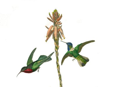Natural history board: Zoological board representing conirostrous passerines (conical beak). Garnet hummingbird and Jacobine fly bird. Plate drawn from the nine volumes on birds in 