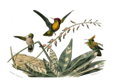 Natural history board: Zoological board representing conirostrous passerines (conical beak). The fly bird, the small fly bird and the hoopoe fly bird. Plate drawn from the nine volumes on birds in 