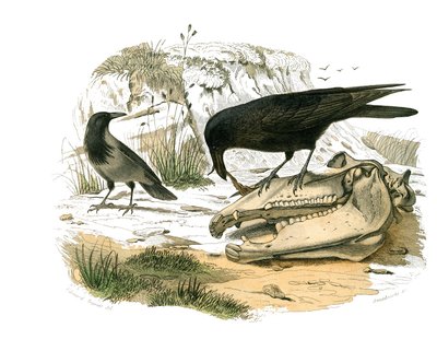 Natural History Board: Zoological board representing conirostrous passerines (conical beak). The raven. Plate drawn from the nine volumes on birds in 