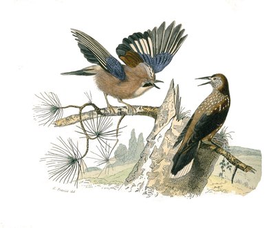 Natural History Board: Zoological Board Representing Conirostrous Passerines (Conical Beak). Jay and Nut Cracker. Plate Drawn from the Nine Volumes on Birds in Works Complete of Buffon Written by Naturalist Georges Louis Leclerc, Count of Buffon by Edouard Travies