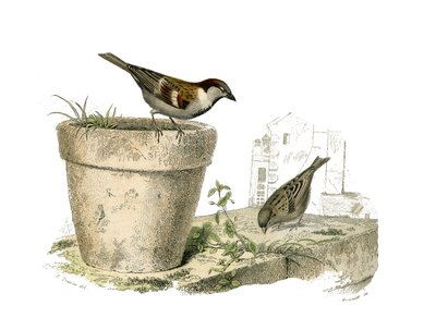 Natural History Board: Zoological Board Representing Conirostrous Passerines (Conical Beak). The Sparrows (Sparrow). Plate Drawn from the Nine Volumes on Birds in Works Complete of Buffon Written by Naturalist Georges Louis Leclerc, Count of Buffon by Edouard Travies