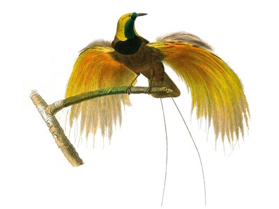 Natural History Board: Zoological Board Representing Conirostrous Passerines by Edouard Travies