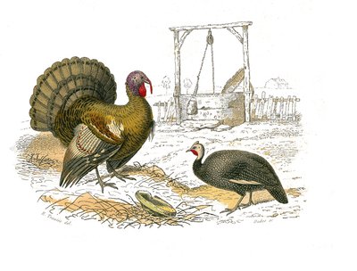 Zoological Board Representing Gallinaceous Birds by Edouard Travies