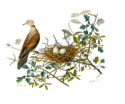 Natural history board: Zoological board representing gallinaces: the dove near its nest. Plate drawn from the nine volumes on birds in 