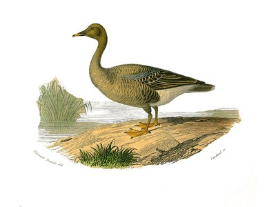 Natural history board: Zoological board representing lamellirostrous palmipedes (with slats or teeth). Wild goose. Plate drawn from the nine volumes on birds in 
