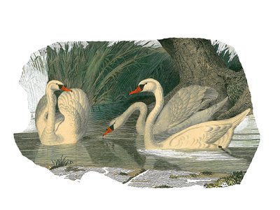 Natural History Board: Zoological Board Representing Lamellirostrous Palmipedes by Edouard Travies