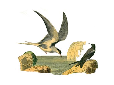 Natural history board: Zoological board representing the longipens (or tall sailboats, high seas birds). The garin stone and the scarecrow. Plate drawn from the nine volumes on birds in 
