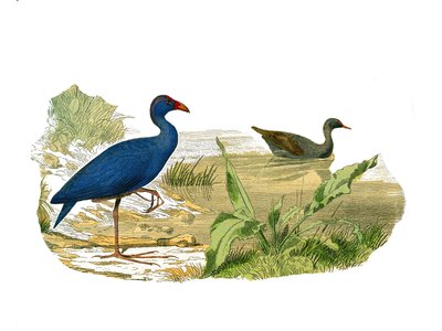Natural History Board: Zoological Board Representing the Longirostrous Shading (Long and Lean Bill): The Sultan Hen (Sultan Hen) and the Waterhen. Plate Drawn from the Nine Volumes on Birds in Works Complete of Buffon Written by Naturalist Georges Lo by Edouard Travies