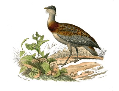 Natural history board: Zoological board representing the waders: the bustard. Plate drawn from the nine volumes on birds in 