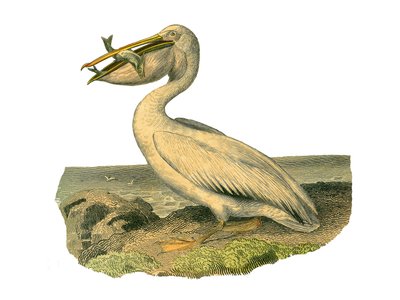 Natural history board: Zoological board representing totipalms (fishing underwater). The white pelican. Plate drawn from the nine volumes on birds in 