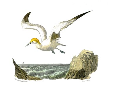 Natural History Board: Zoological board representing totipalms (fishing underwater). The bassan. Plate drawn from the nine volumes on birds in 