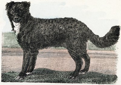 Newfoundland, Newfoundland - Alphabet illustrates animals 19th century by Edouard Travies