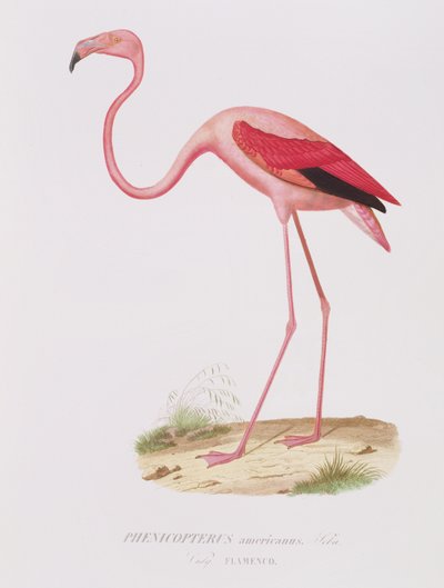 Phenicopterus americanus (Flamenco) engraved by Fournier, pub. by Bougeard by Edouard Travies