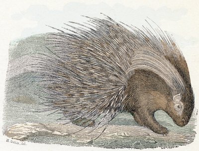 Porcupine - Alphabet Illustrates Animals by Edouard Travies