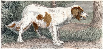 Spaniel (Dog) - Alphabet Illustrates Animals by Edouard Travies