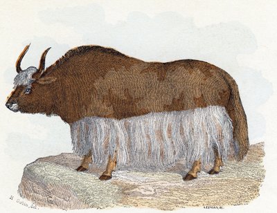 Yak - 