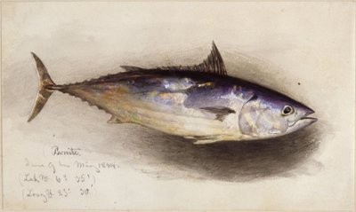 Fish Study (Bonito Tuna) by Eduard Hildebrandt