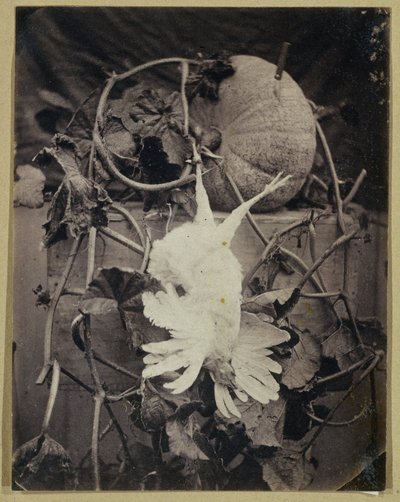 Still Life with Dead Bird and Pumpkin by Eduard Isaac Asser