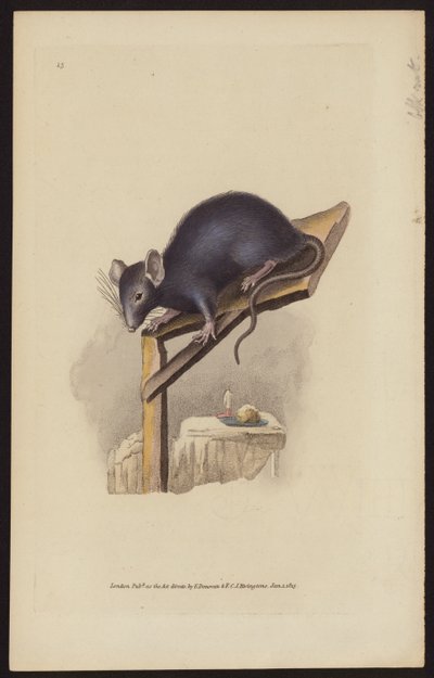 Black Rat by Edward (after) Donovan