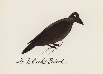 Edward Lear, The Bird Book: The Black Bird by Edward (after) Lear