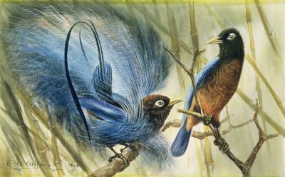Blue-bird of Paradise, 1909 by Edward Adrian Wilson