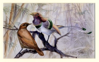 King bird of paradise, 1909 by Edward Adrian Wilson