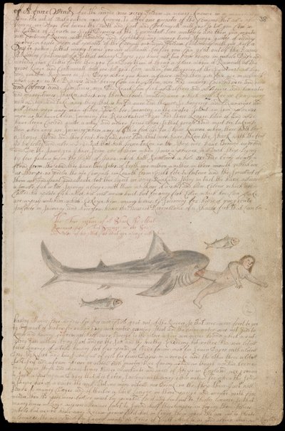 The true picture of a shark by Edward Barlow