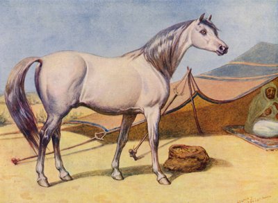Arabian Horse by Edward Brice Montefiore