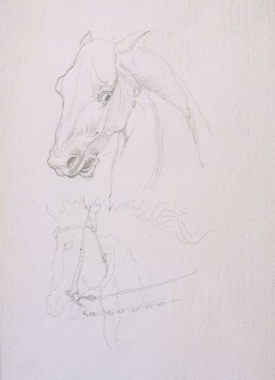 Study of a Horse