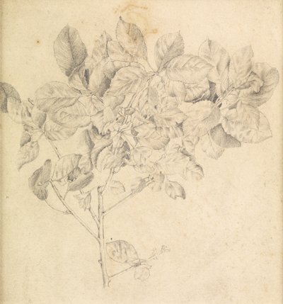 Study for Apple Orchard by Edward Burne Jones