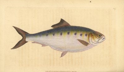 Allis shad, Alosa alosa (Shad, Clupea alosa). Handcoloured copperplate drawn and engraved by Edward Donovan from his Natural History of British Fishes, Donovan and F.C. and J. Rivington, London by Edward Donovan