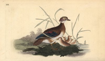 American Wood Duck (female and young). Handcoloured copperplate from Natural History of British Birds, London by Edward Donovan
