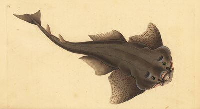 Angelshark. Handcoloured copperplate by Edward Donovan from 