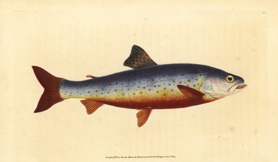 Arctic Charr, Salvelinus alpinus alpinus. Handcoloured copperplate drawn and engraved by Edward Donovan from his Natural History of British Fishes, Donovan and F.C. and J. Rivington, London by Edward Donovan