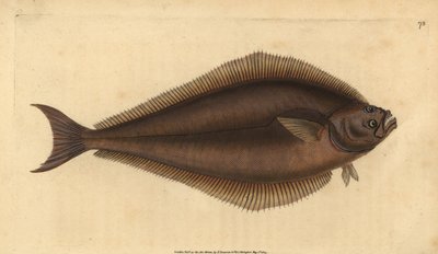 Atlantic Halibut, Handcoloured Copperplate by Edward Donovan from 