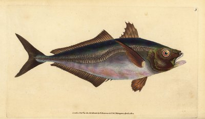 Atlantic Horse Mackerel, Trachurus trachurus (Scad, Scomber trachurus). Handcoloured Copperplate Drawn and Engraved by Edward Donovan from His Natural History of British Fishes, Donovan and F.C. and J. Rivington, London by Edward Donovan